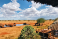 DIANI WILDERNESS SAFARIS