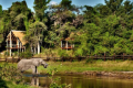 RONCOOK SAFARIS