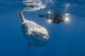 JUKUNG DIVE BALI - NUSA PENIDA