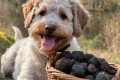 FRANCE TRUFFES FERME TRUFFICOLE