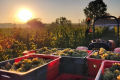DOMAINE DE COMBET