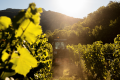 DOMAINE SAINT ROMAIN