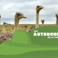LES AUTRUCHES DE LA TORTUE
