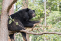 PARC ANIMALIER D'AUVERGNE