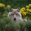 LES LOUPS DU GÉVAUDAN