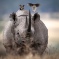 SUNWORLD SAFARIS