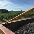 COOPÉRATIVE LES VIGNERONS DE BUZET