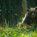 PARC ANIMALIER ET REFUGE PARC'OURS