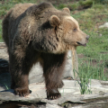 PARQUE DE ANIMALES LES ANGLES