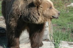 PARC ANIMALIER LES ANGLES