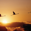 PARC NATUREL REGIONAL DE CAMARGUE