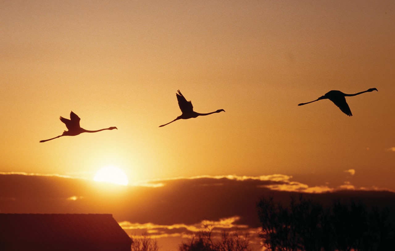 PARC NATUREL RÉGIONAL DE CAMARGUE (© PARC NATUREL RÉGIONAL DE CAMARGUE))