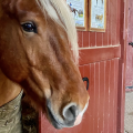 HARAS NATIONAL DE CLUNY