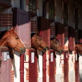 HARAS DE LA VENDÉE