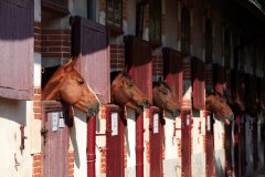 HARAS DE LA VENDÉE