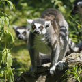 ZOO DES SABLES