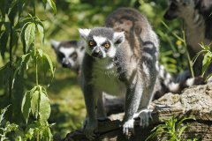 ZOO DES SABLES