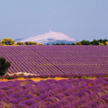 MONT VENTOUX