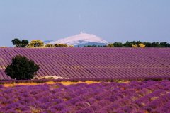 MONT VENTOUX (© MONT VENTOUX)