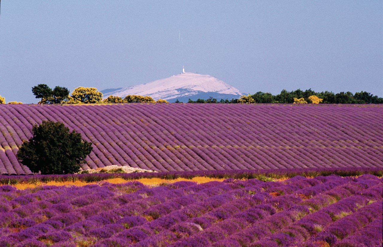 MONT VENTOUX (© MONT VENTOUX))