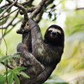 PARQUE NACIONAL DE CAHUITA