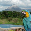 HÔTEL ARENAL LODGE WILDLIFE