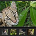 ZOO DE GUYANE