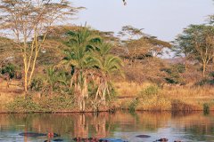 SERENGETI BALLOON SAFARIS