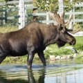 BIOPARC DE LA GASPÉSIE