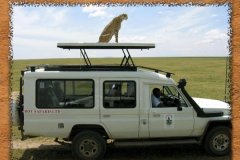 ROY SAFARIS LTD