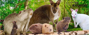 PARC MYOCASTORS
