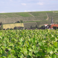 DOMAINE ALAIN GEOFFROY