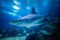 AQUARIUM ONIRIA - CANET-EN-ROUSSILLON
