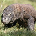 PARC NATIONAL DE KOMODO