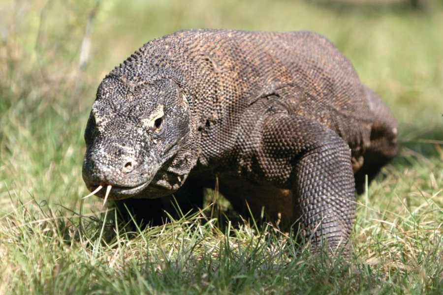 PARC NATIONAL DE KOMODO