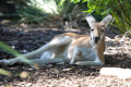 TARONGA ZOO