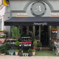 AMARYLIS