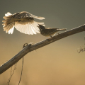 LA CITÉ DES OISEAUX