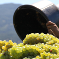 DOMAINE DE PRATAVONE