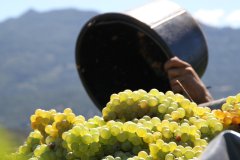 DOMAINE DE PRATAVONE