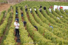 DOMAINE DUFOULEUR GUY ET YVAN