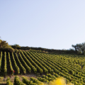 DOMAINE DUPASQUIER ET FILS