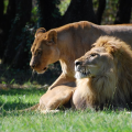 PARC ANIMALIER DE LA BARBEN