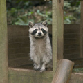ZOO DE GUADELOUPE AU PARC DES MAMELLES
