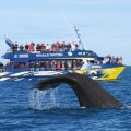 WHALE WATCH KAIKOURA
