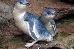 POHATU PENGUINS & WILDLIFE SEA-KAYAKING SAFARI