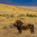 SAFARI DANS LE CRATÈRE DU NGORONGORO