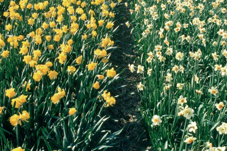 KEUKENHOF