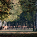 FORÊT DE FONTAINEBLEAU