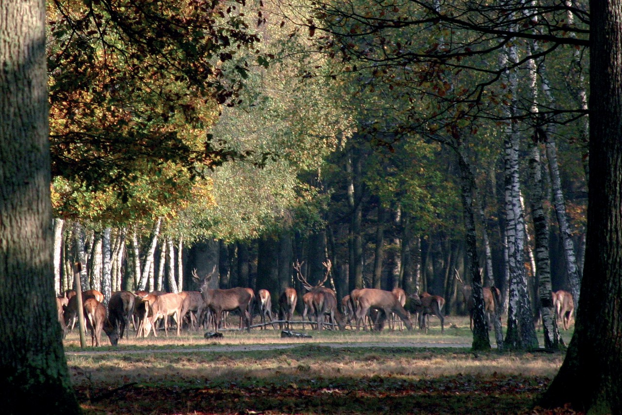 FORÊT DE FONTAINEBLEAU (© FORÊT DE FONTAINEBLEAU))